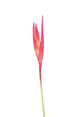 Beyaz arka plan üzerinde izole heliconia çiçek
