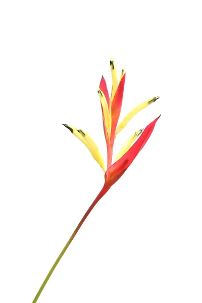 Beyaz arka plan üzerinde izole heliconia çiçek