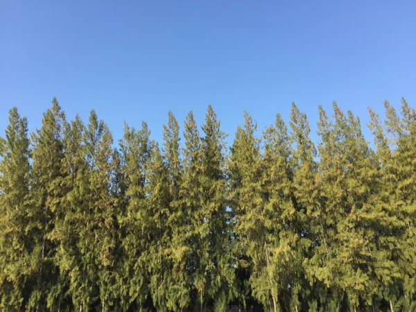 Сосновий ліс під глибоким синім небом — стокове фото