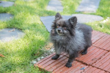 Parkta kızgın eski pomeranian