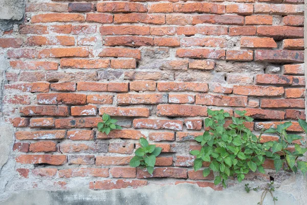 Cracked concrete vintage brick wall with green plant — Stock Photo, Image