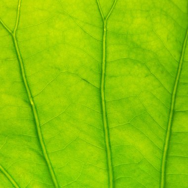 Taze yeşil yaprak dokusu makro yakın çekim