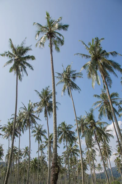 Coconut tree in the blue sky — Stock Photo, Image