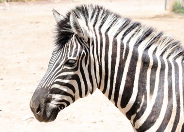 Son derece güzel vahşi ve evcil hayvanların dünyası.