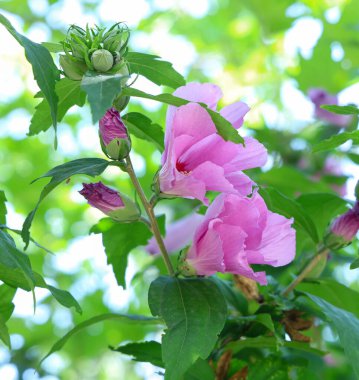 Sonsuz güzel ve ilginç çiçekler.