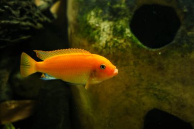 Son derece güzel vahşi ve evcil hayvanların dünyası.