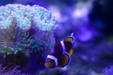 Son derece güzel vahşi ve evcil hayvanların dünyası.