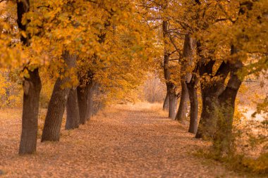 Sonsuz güzellikte ve renkli bir doğa.