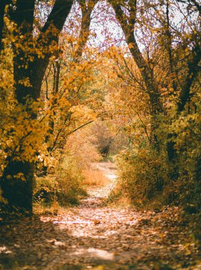 Sonsuz güzel ve ilginç bir doğa.