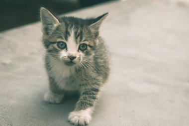 Son derece güzel vahşi ve evcil hayvanların dünyası.