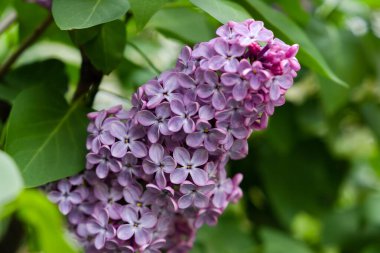 Sonsuz güzel ve ilginç çiçekler.