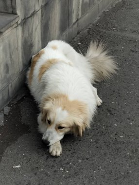 Son derece güzel vahşi ve evcil hayvanların dünyası.