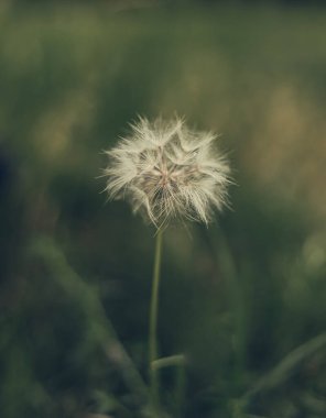 Sonsuz güzel ve ilginç çiçekler.
