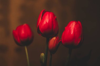 Sonsuz güzel ve ilginç çiçekler.