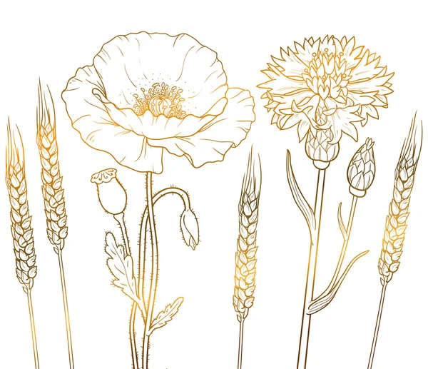 Los gráficos contorno de oro flores florísticas, amapola, aciano, trigo — Vector de stock