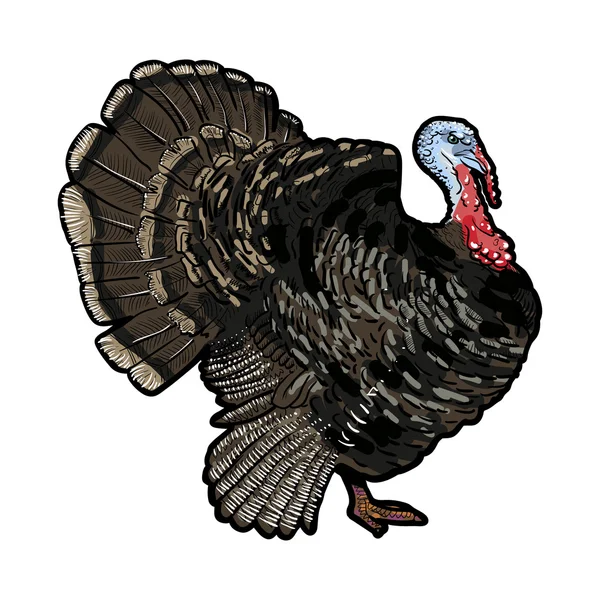 Outline cartoon turkey isolated on white background — Stock Photo, Image