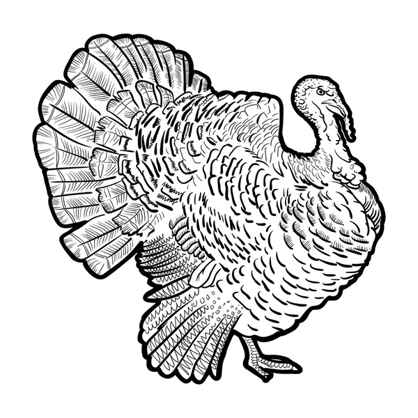 Outline coloring cartoon turkey with a smile white background — Stock Photo, Image
