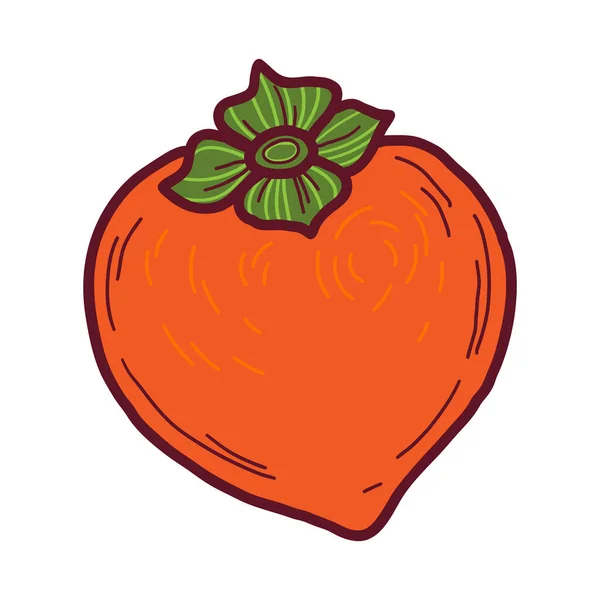 Vector bazgroły Persimmon. Ręcznie rysowane owoce persymony ilustracji izolowane na białym tle. Ikona żywności — Wektor stockowy