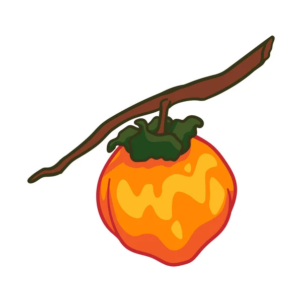 Vector doodle Persimmon. Ručně kreslené persimmon ovoce ilustrace izolované na bílém pozadí. Ikona jídla — Stockový vektor