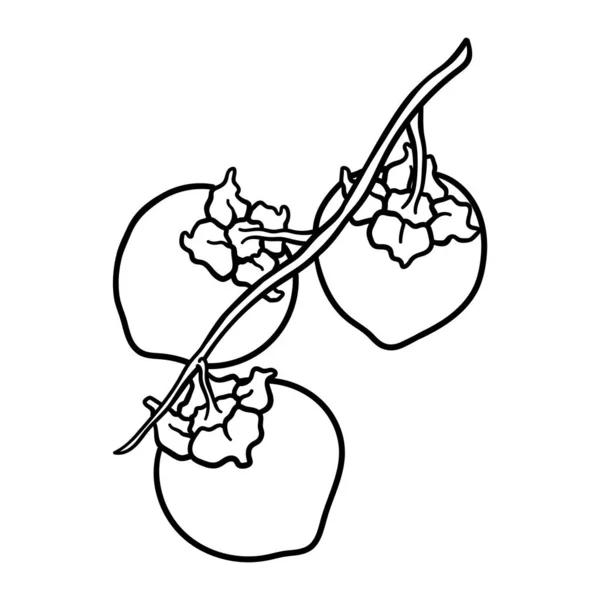 Vektorklotter Persimmon. Hand dras persimon frukt illustration isolerad på vit bakgrund. Livsmedelsikon — Stock vektor