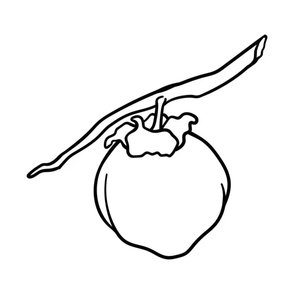 Vector Doodle Persimmon Handgetekende Doodle Persimmon Fruit Illustratie Geïsoleerd Witte — Stockvector