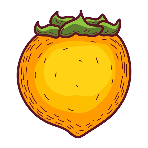 Vector Doodle Caqui Dibujado Mano Garabato Caqui Fruta Ilustración Aislada — Vector de stock