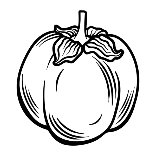 Vector Doodle Caqui Dibujado Mano Garabato Caqui Fruta Ilustración Aislada — Vector de stock