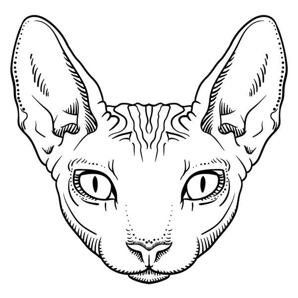 Hairless sphinx cat face graphics, outline — Stock Vector