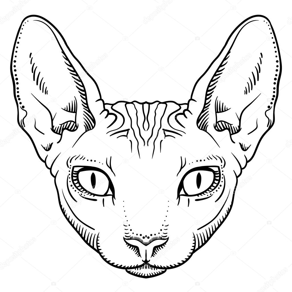 hairless sphinx cat face graphics, outline
