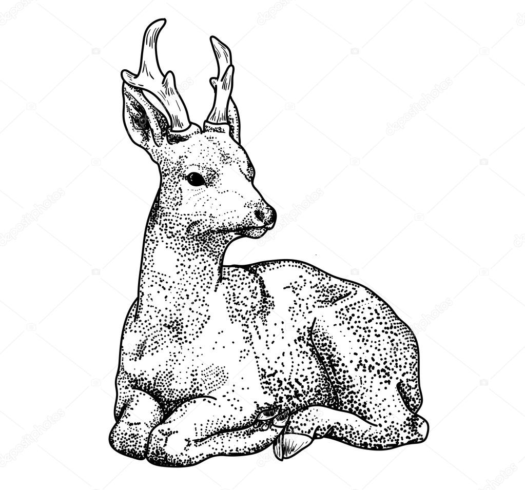 contour drawing deer points