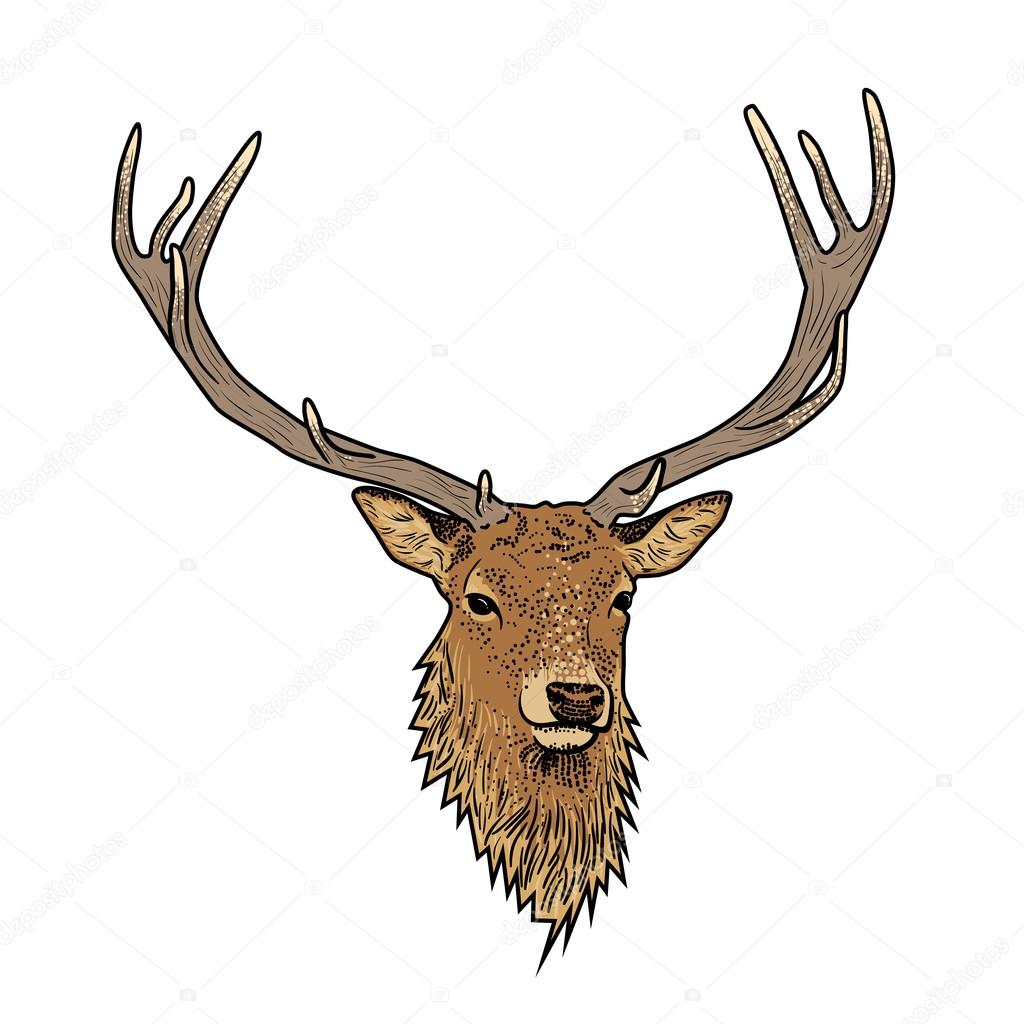 Cartoon deer head with antlers isolated