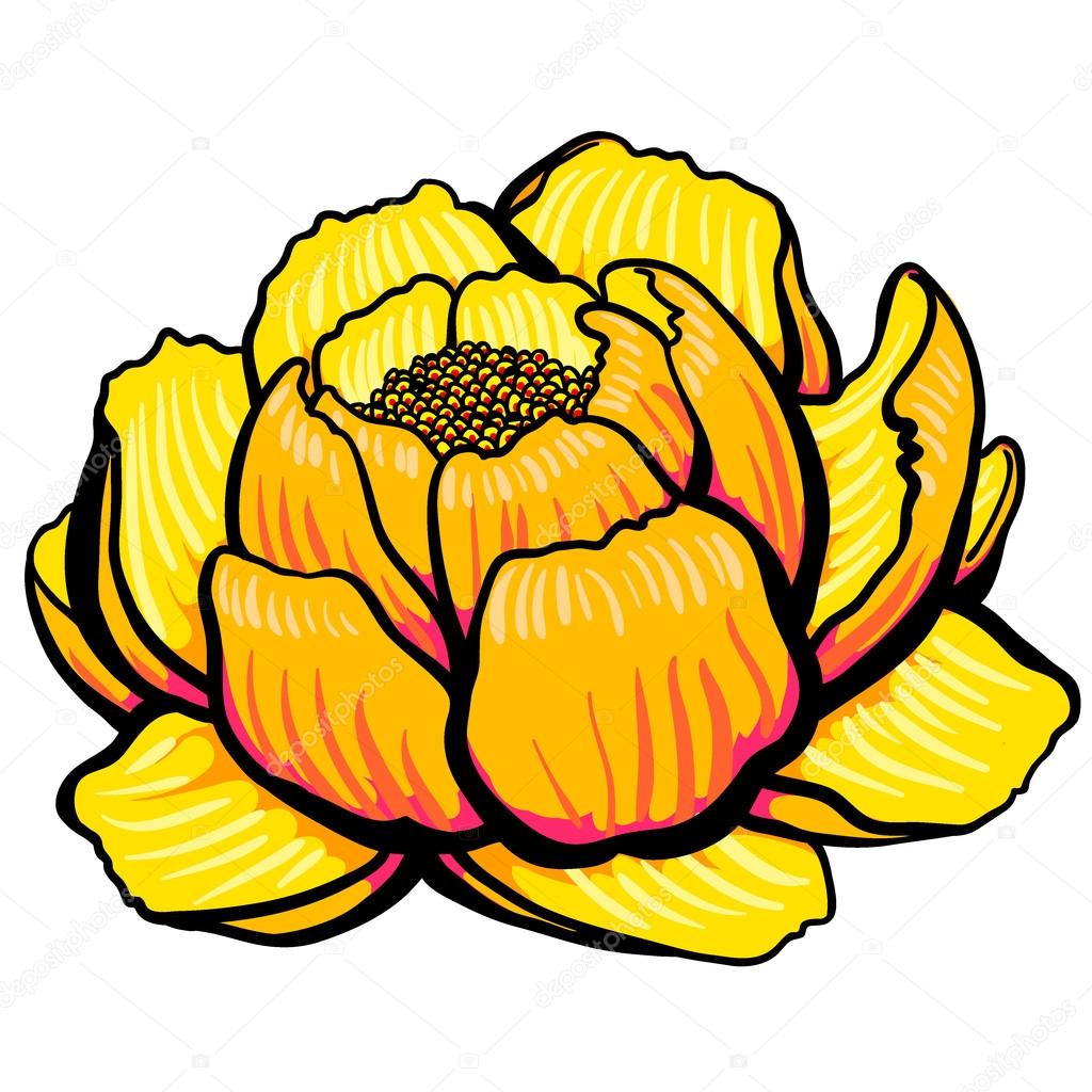 Cartoon yellow lily flower open Stock Vector Image by ©jkazanceva 83816990