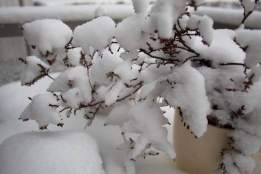 Tüylü karla kaplı bir çalılığın dalları