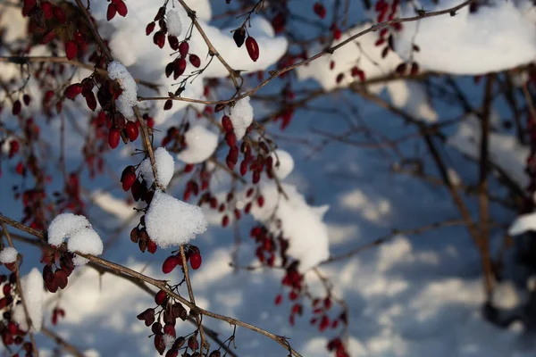 Kırmızılar karların altında