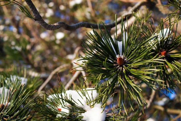 Çam ağaçları, açık bir günde karla kaplıdır.