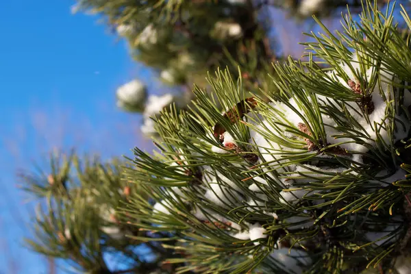 Çam ağaçları, açık bir günde karla kaplıdır.