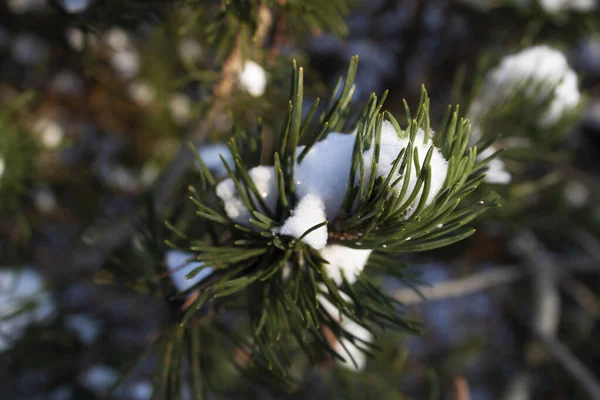 Çam ağaçları, açık bir günde karla kaplıdır.