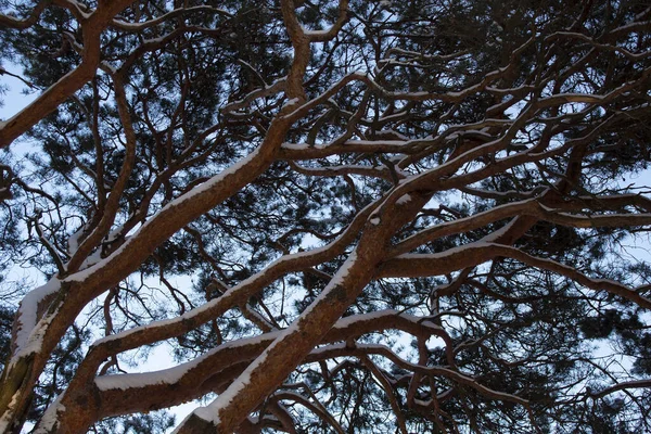 Karda çizilmiş kalpler