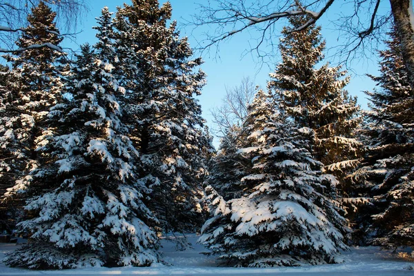 Mavi gökyüzüne karla kaplı tüylü köknar ağaçları.