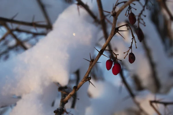 Kar altında kırmızı çilekler