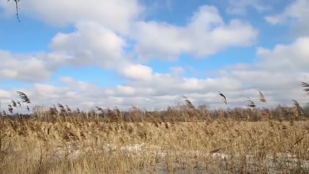 Autunno o inizio inverno tramonto - albero — Video Stock