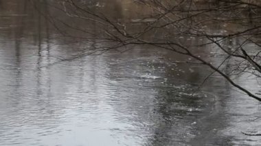 Erken Bahar. hızlı orman Nehri.