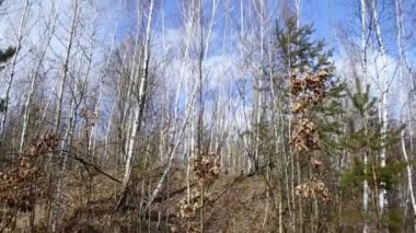 arka plan doğal huş ağacı orman gövdelerinin dalları ve ilkbaharda defrost kar.