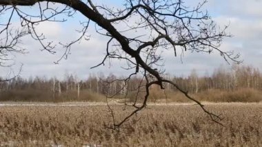 arka plan doğal huş ağacı orman gövdelerinin dalları ve ilkbaharda defrost kar.