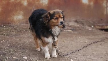 bir zincir, bir çiftlik Köyü gardiyanlar içinde köpek