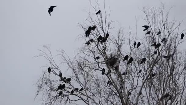 Escena de otoño, silueta de cuervos volando alrededor de los nidos — Vídeo de stock