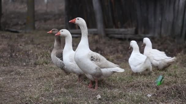 Alimentação de frango em uma fazenda rural — Vídeo de Stock