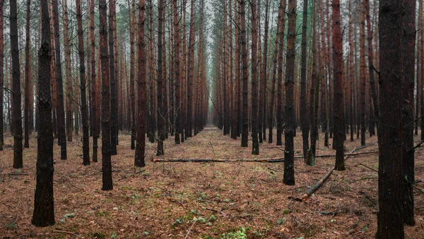 Wald mit geheimnisvollem Mann, der auf einem Pfad zu Halloween geht — Stockfoto