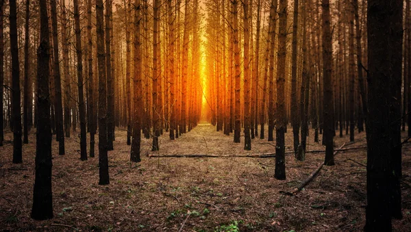 Forest with mysterious man walking on a path halloween theme — Stock Photo, Image