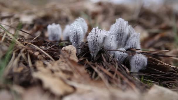 Les premières fleurs de printemps et de l'herbe. herbe de rêve — Video